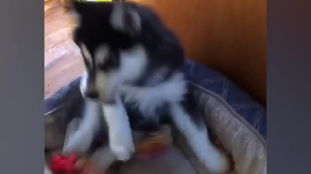 FUNNY VIDEOS FEARING ANIMALS (SIGN UP)