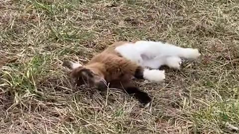 My fainting goat p2 😂