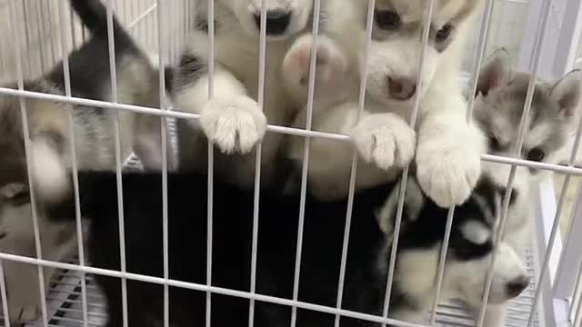Husky's intelligence is so touching