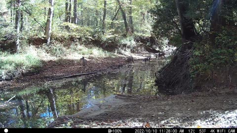 Six Deer Taking a Slow Walk - Mountains of Tennessee