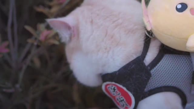 One person, one house, one cat, enough