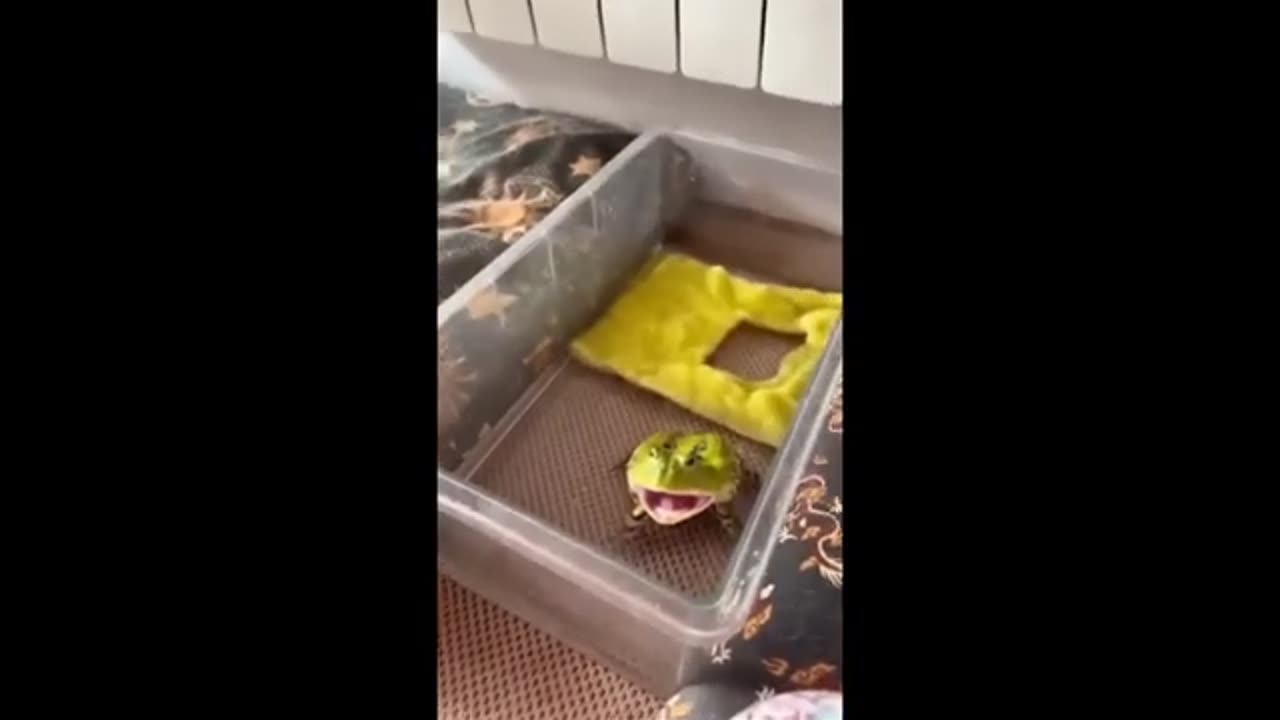 Funny animals - Funny cats / dogs - Funny animal videos //// Haypyy Pett