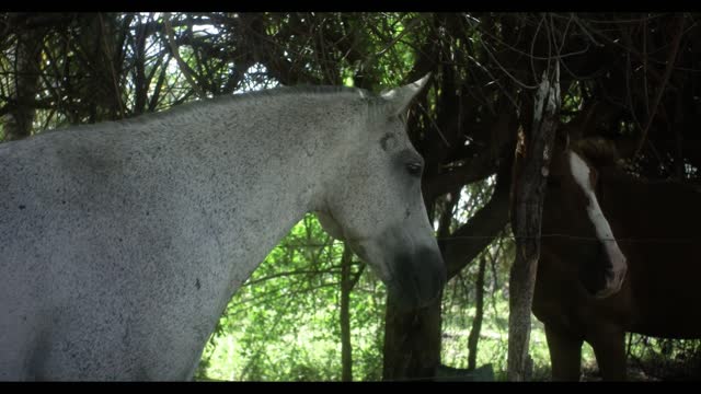 The daily life of a horse