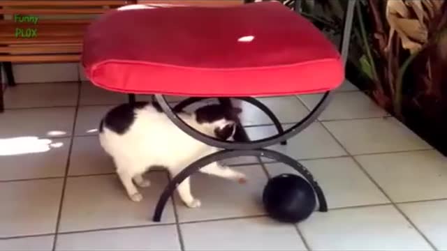 TRY NOT TO LAUGH, COMPILED WITH FUNNY VIDEOS OF THE CUTEST CATS IN THE WORLD