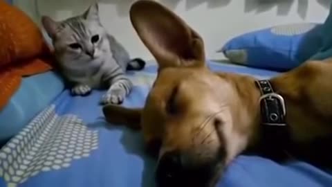 Angry cat hitting dog for farting