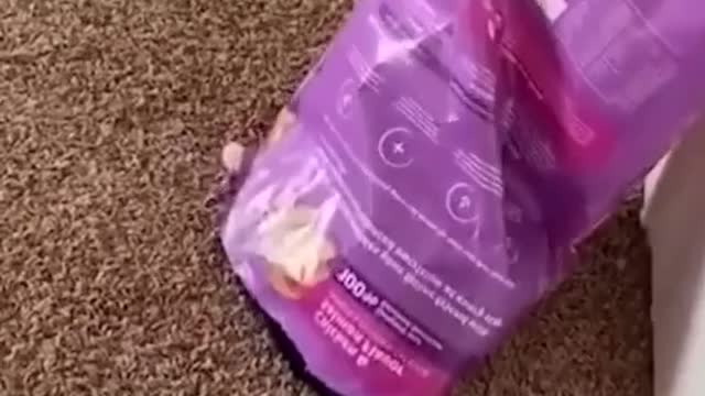 This is the video that fierce men should watch # cats #