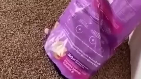 This is the video that fierce men should watch # cats #