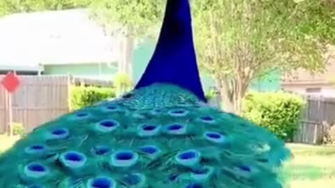 Funny Peacock and Man Fight. You must watch!!!