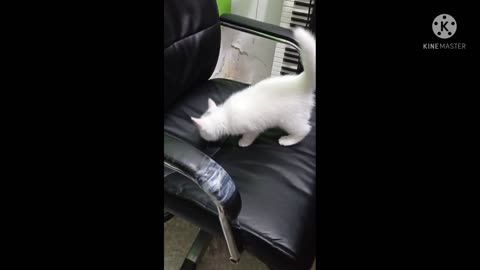 Funny cat videos baby cat 🐈🥰🥰🥰😻