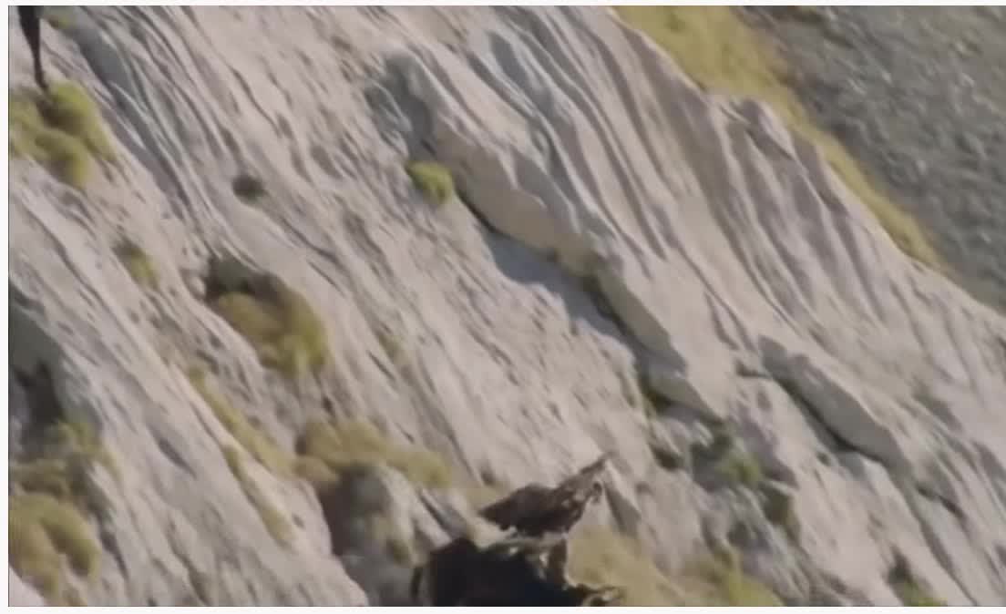 Eagle tries to beat much heavier animal and dies.