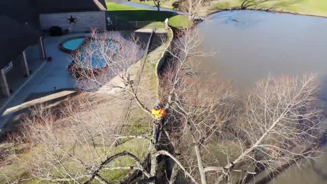 TreeNewal Pruning Trees Over Water