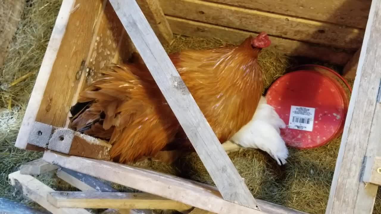 Hen makes cooing sounds