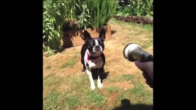 Funny animals compilation =) 2021