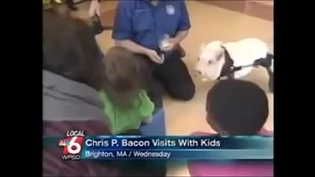 Moderator laughs at cute pig. Can´t stop laughing