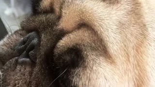 Pug resting head on piano looks sleepy