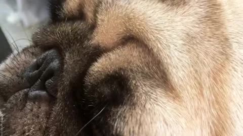 Pug resting head on piano looks sleepy