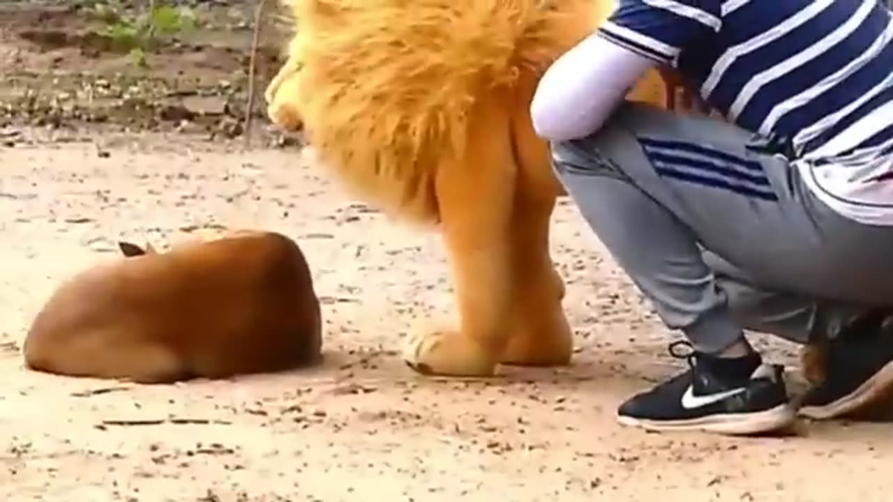 Troll Prank Dog Funny & fake Lion and Fake Tiger Prank To dog & Huge Box Prank to dog