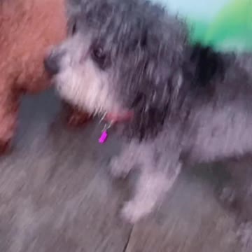 Dog in the recent storm