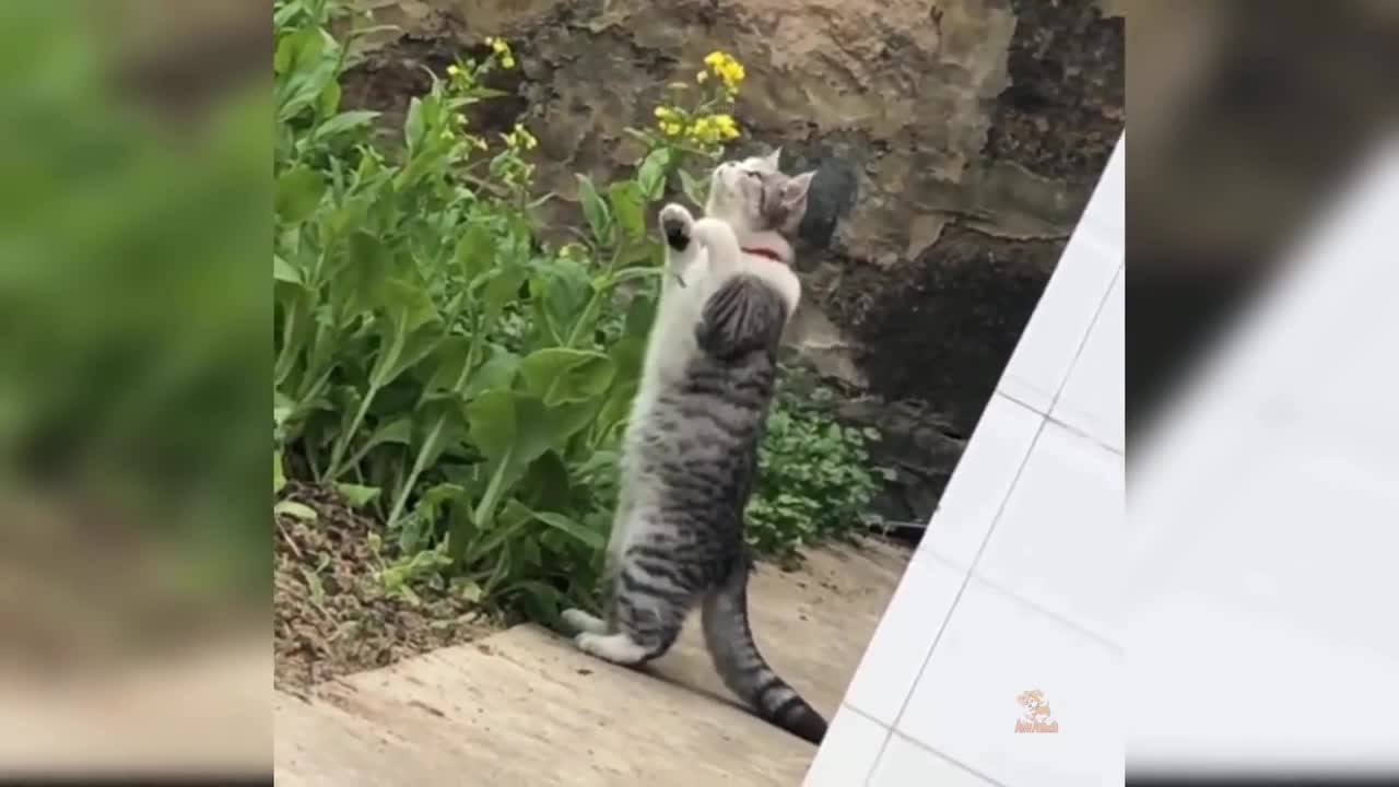funny cats video