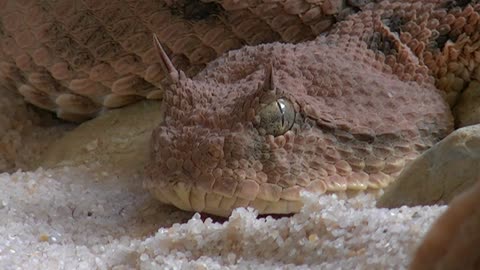The Desert Coupler Snake