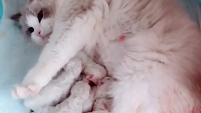 Adorable kittens with her cat mom cute moments | funny cat Shorts videos 2021