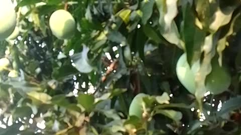 Mango tree