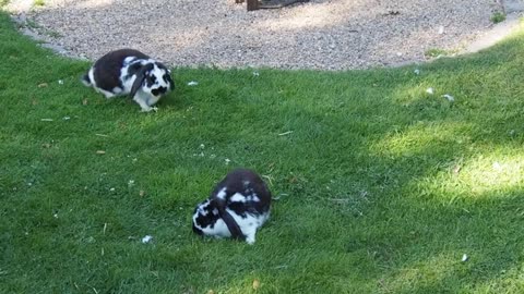 Cute Domestic Rabbit