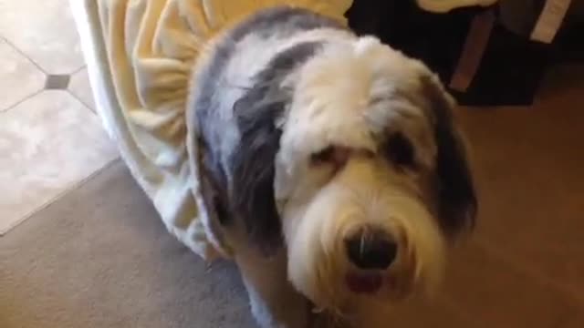 Fluffy grey and white big dog in multiple outfits