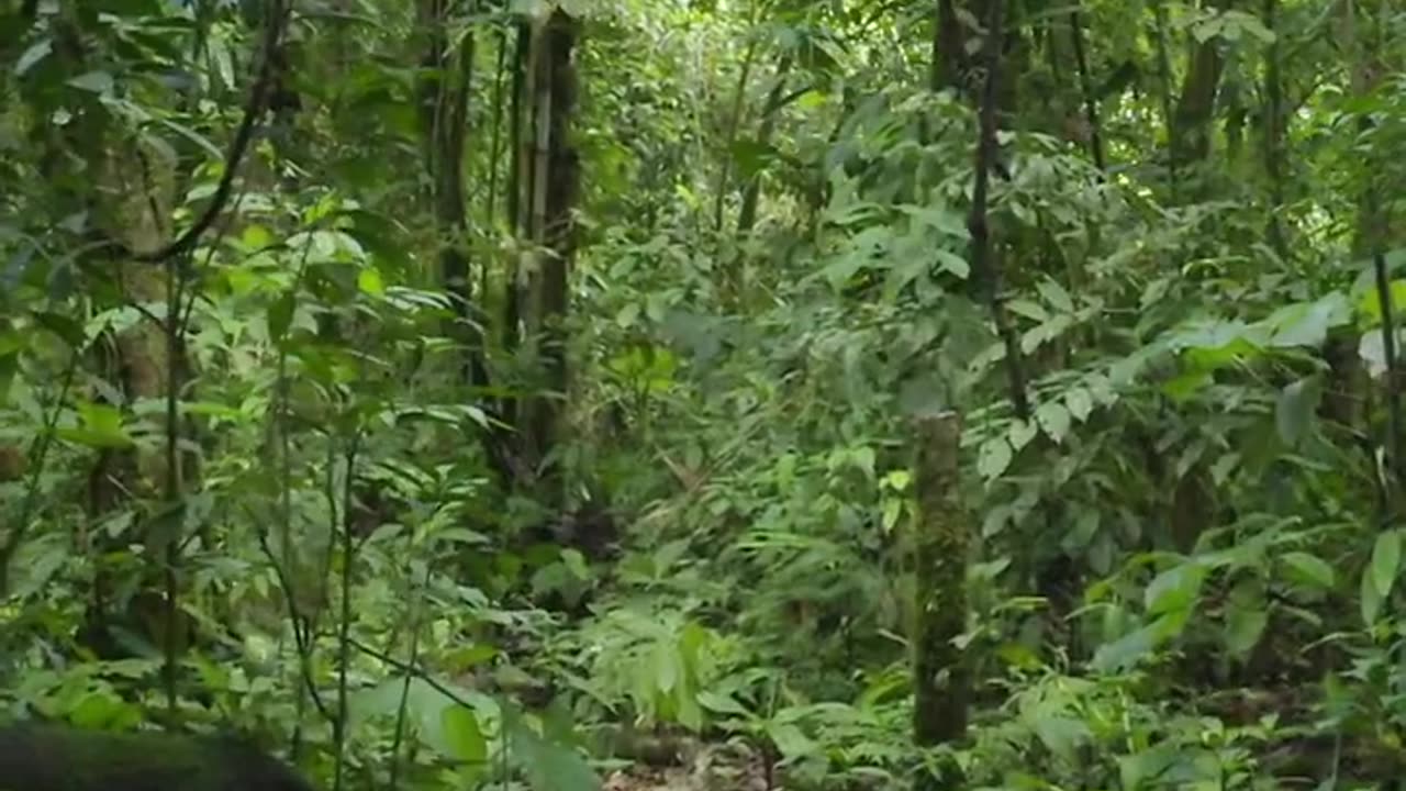 Amazon the World's Largest Jungle | Tropical Rainforest