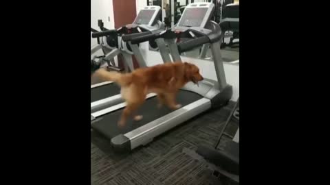 you laugh you lose