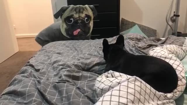 French Bulldog has mind blown by over-sized pug mask