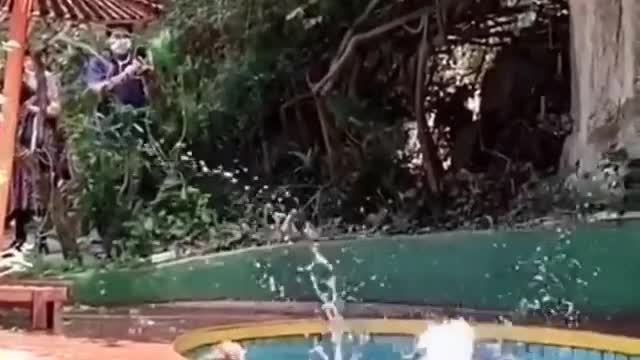 Monkey Diving School