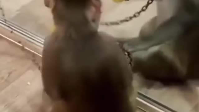 Monkey prank