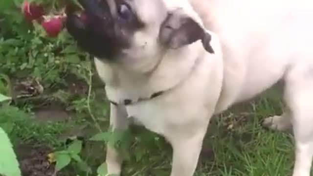 Pug Loves Raspberries