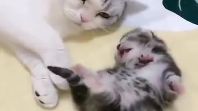 Mommy Cat Hugs Baby Kitten Having A Nightmare 🐈