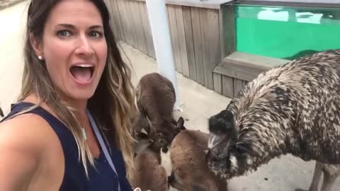 try-not-to-laugh-funny-babies-at-the-zoo-animal-laugh-trigger