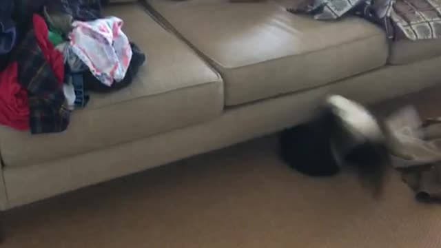 Small black puppy chasing red shirt girl misses couch jump