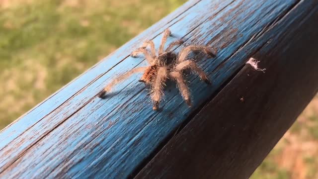 SPIDERS