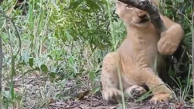 Funny animals, Cutest Animals, Funny lion cub ! watch till the end !🤩🤩🤩