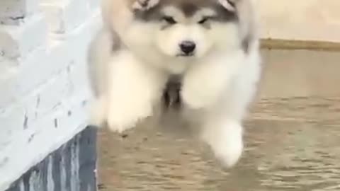 Cute puppy with his own look cute