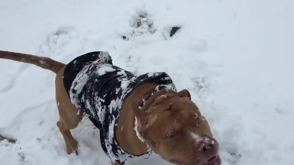 Massive pit bull enjoy winter .