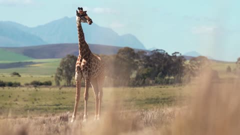 Giraffe war in world