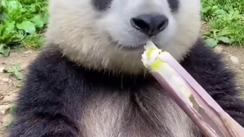 Panda eating bamboo shoots #shorts #shortvideo #video #virals #videoviral