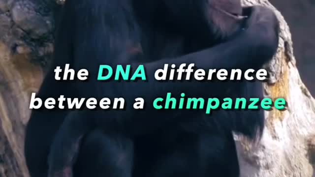 We're only 1 different than a CHIMPANZEE