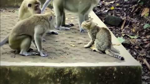 Cat vs Monkeys Fight
