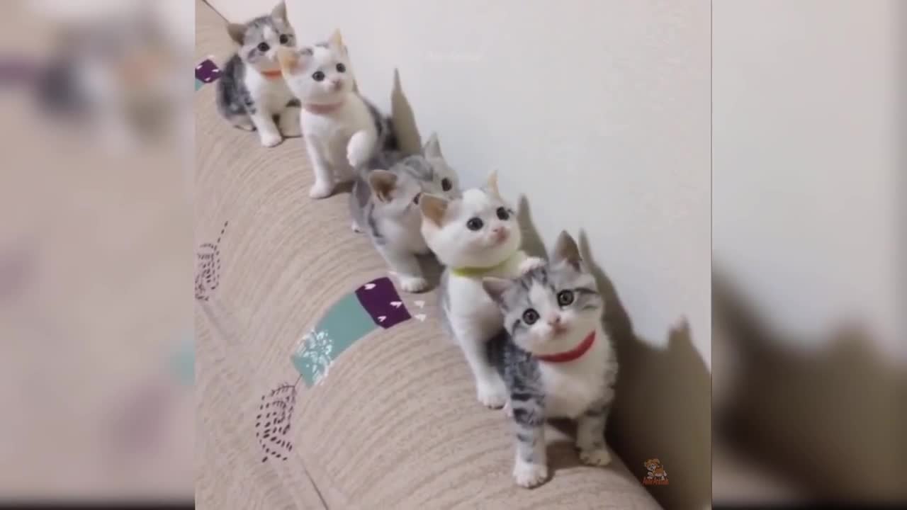 Cat baby cat are hardest not to laugh challenge part 1