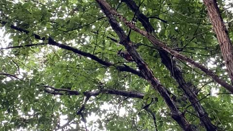 woodpecker in the forest