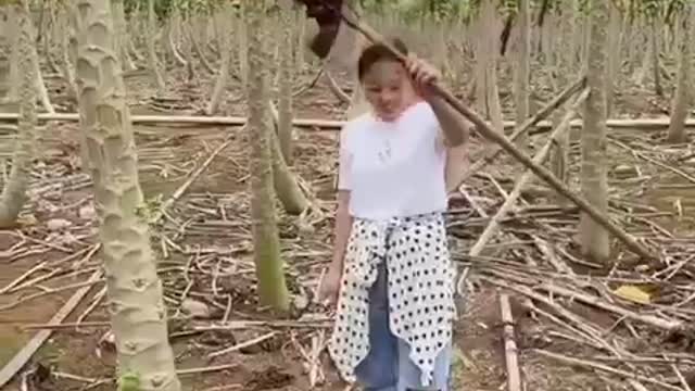 The papaya garden is ripe until the harvest season