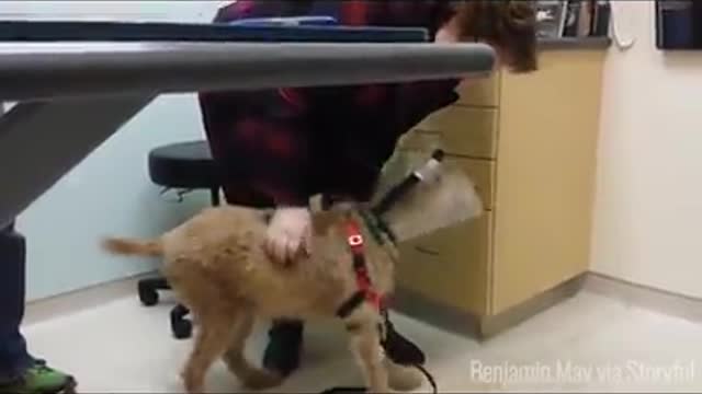 Funny and smart dog 17