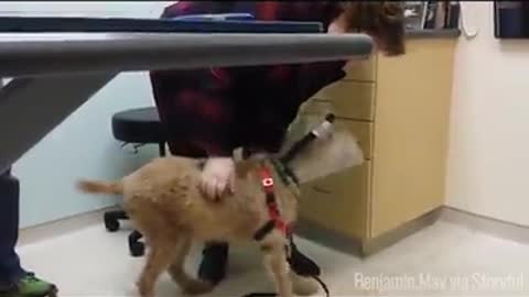 Funny and smart dog 17